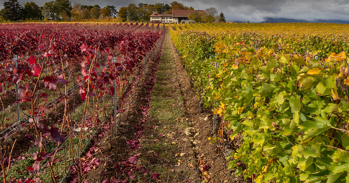 地元の畑で採れる野菜