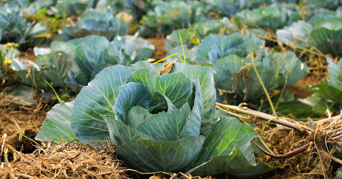 地元のキャベツが一番美味しいかもしれない